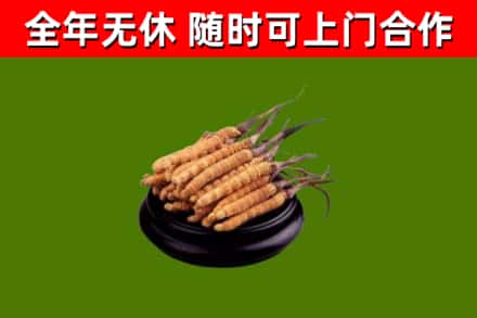 榆林烟酒回收冬虫夏草.jpg