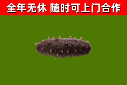 榆林烟酒回收干海参.jpg